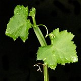 Cissus sp ex Peru  (rooted cutting)